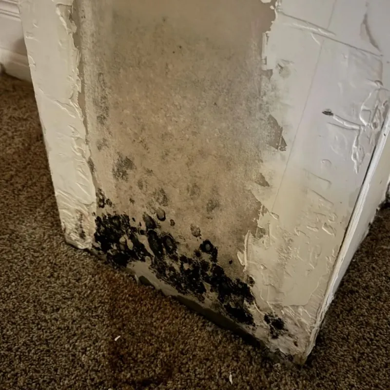 Professional Mold Removal in Fairview, OK